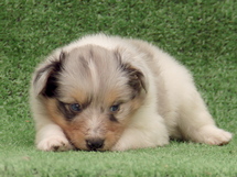 puppies