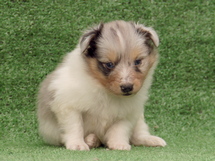 puppies