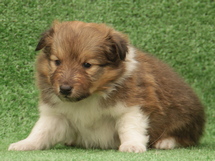puppies