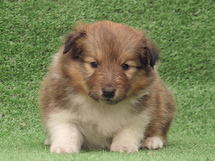 puppies