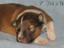 puppies