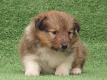 puppies