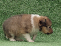 puppies