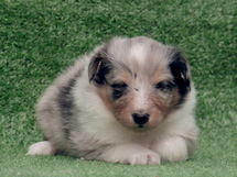 puppies