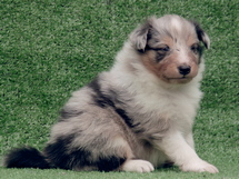 puppies