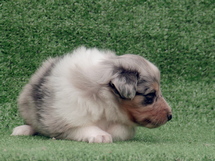 puppies
