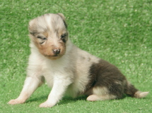 puppies