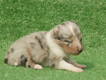 puppies