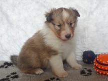 puppies