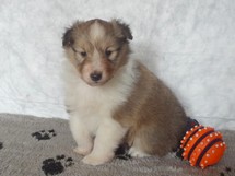 puppies