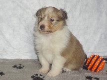 puppies