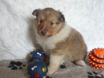 puppies