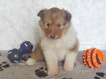 puppies