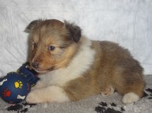 puppies