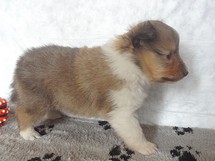 puppies