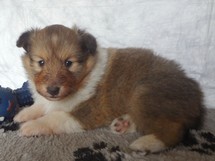 puppies