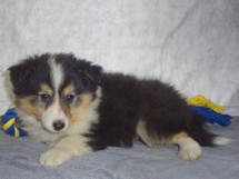 puppies