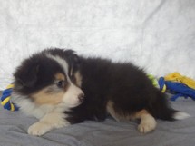 puppies