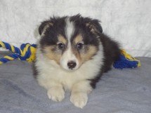 puppies