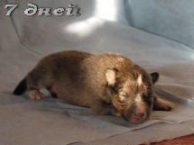 puppies