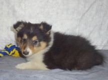 puppies