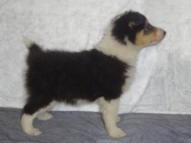puppies