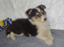 puppies