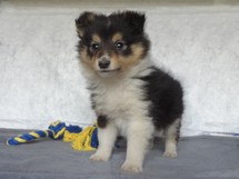 puppies
