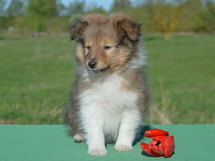puppies