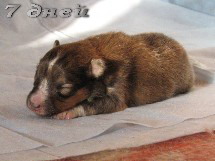 puppies