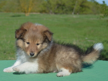 puppies