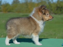 puppies