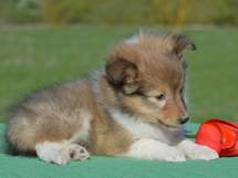 puppies