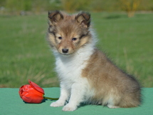 puppies
