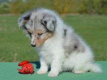puppies