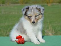puppies