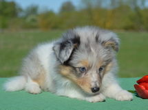 puppies