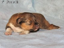 puppies