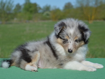 puppies