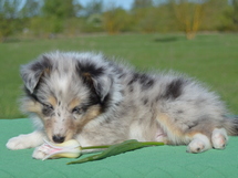 puppies