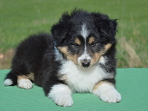 puppies