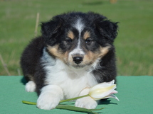 puppies