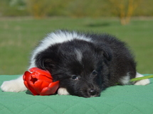 puppies