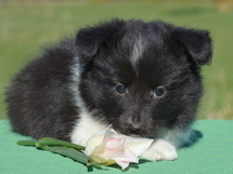 puppies
