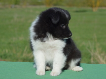 puppies
