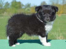 puppies