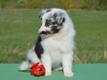 puppies