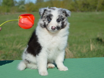 puppies