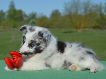 puppies