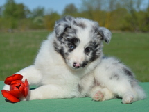 puppies